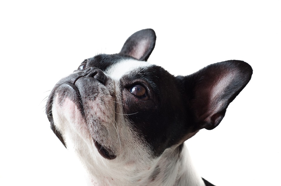 Accessorize Your Canine Companion: The Latest Trends in Dog Accessories