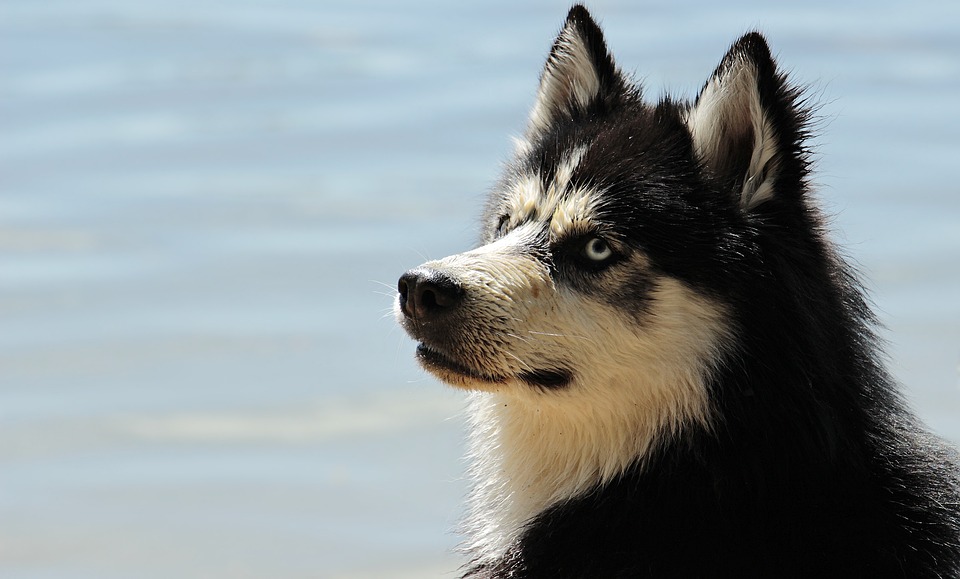 Big Dogs, Big Personalities: Uncovering the Traits of Large Breeds
