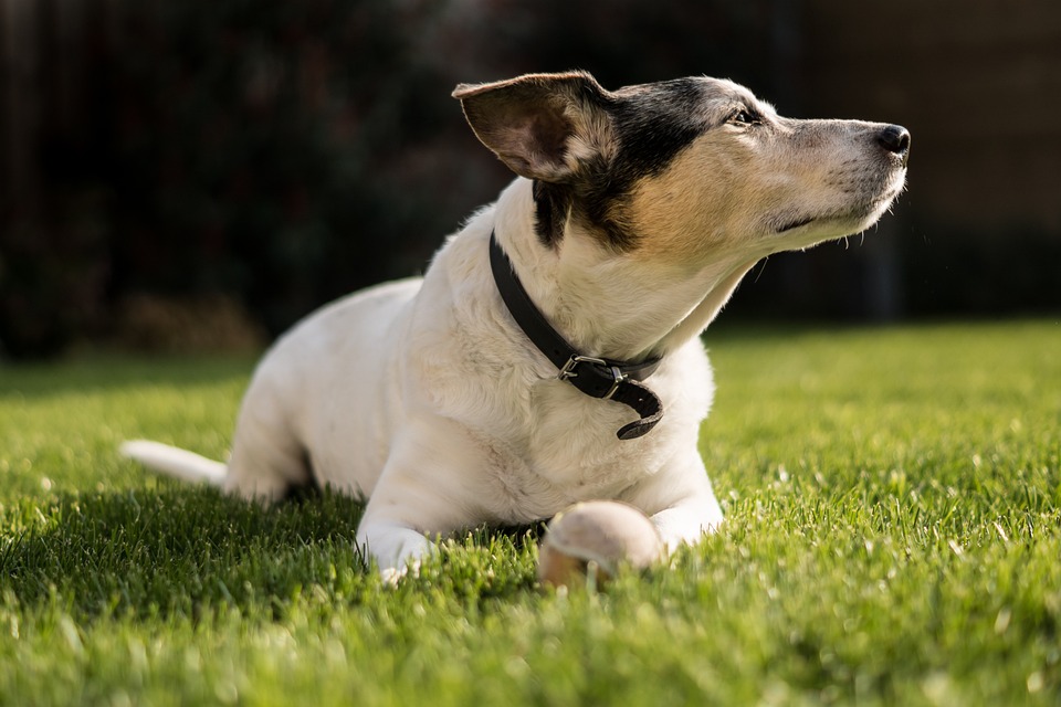 Bigger is Better: The Benefits of Owning a Large Breed Dog
