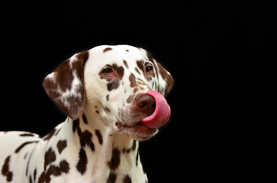 Breaking Down the Myths and Stereotypes of Specific Dog Breeds