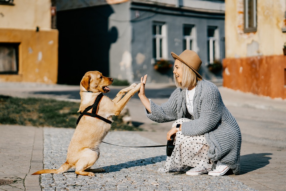 DIY Pet Accessories to Spoil Your Furry Friend