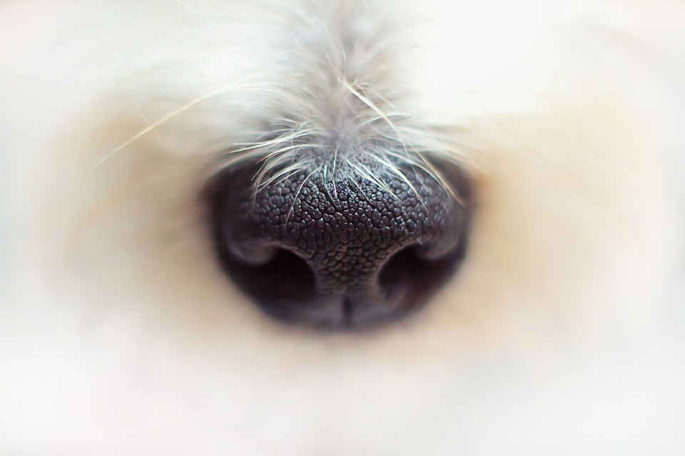 Discover the Best Dog Accessories Shop: Your One-Stop-Shop for Pet Perfection