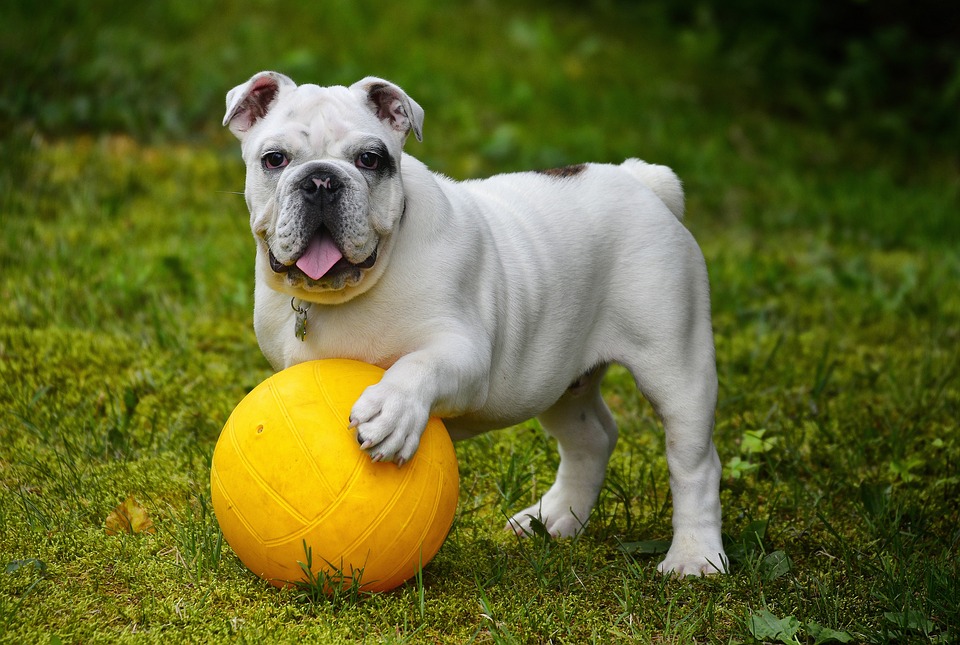 Eco-Friendly Pet Accessories That Are Good for Your Pet and the Planet