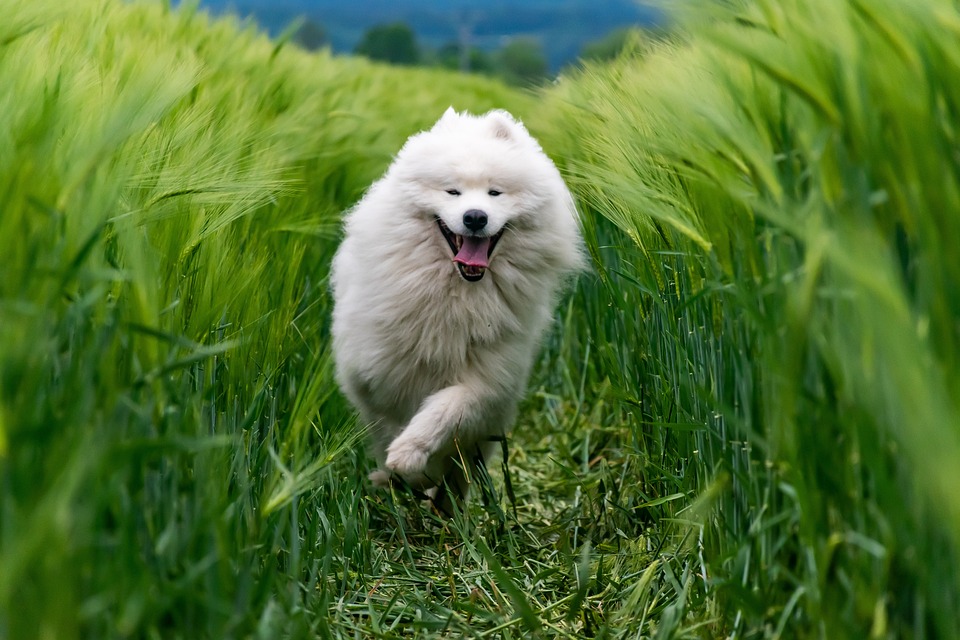 Enhance Your Dog’s Life with These Innovative Accessories