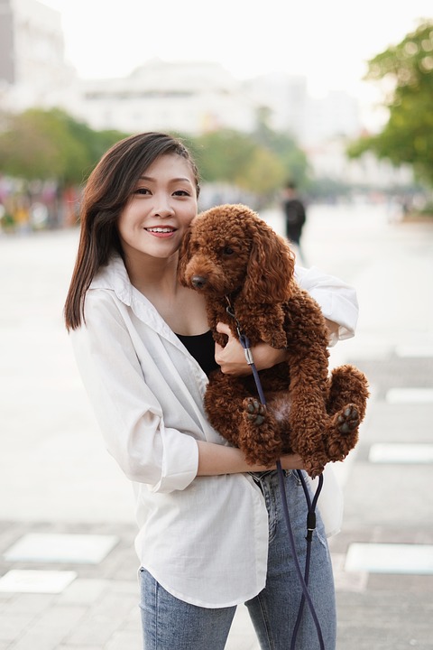 Expert Tips for Stress-Free Dog Travel