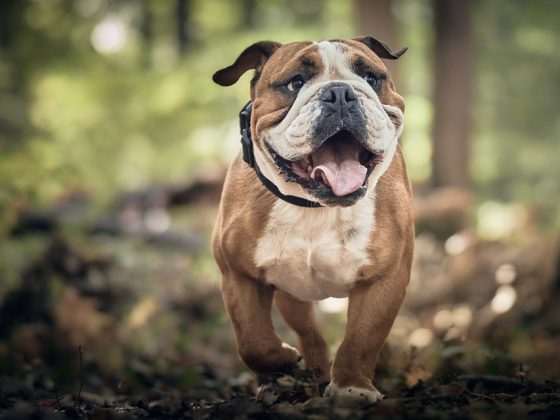 From Bowls to Beds: The Ultimate Guide to Dog Accessories