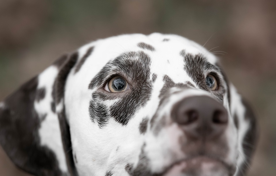 From Elegant Poodles to Energetic Retrievers: A Guide to Dog Breeds