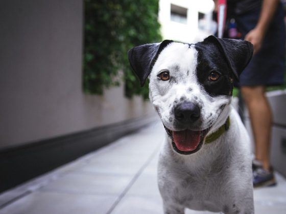 From Great Danes to Mastiffs: Meet the Big Dogs Taking the World by Storm