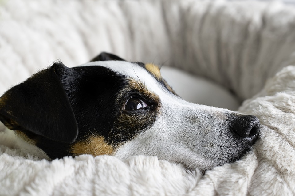 From Miniature to Giant: Understanding the Size Differences in Dog Breeds