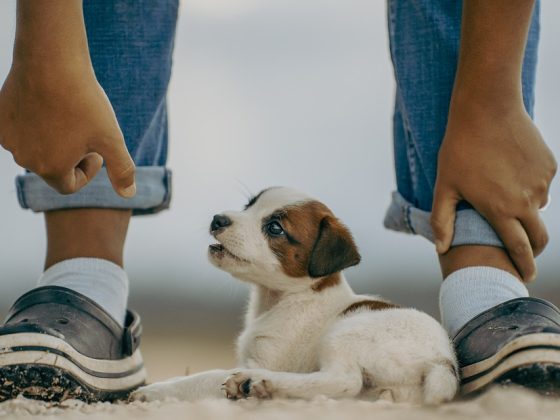 Hit the Trail: Hiking Tips for Traveling with Your Dog