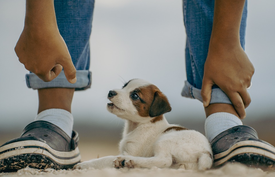 Hit the Trail: Hiking Tips for Traveling with Your Dog