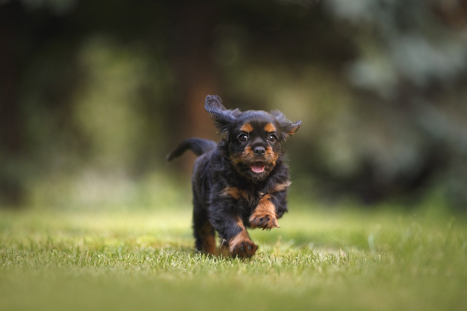 How to Bond with Your New Puppy: Building a Strong Relationship from Day One
