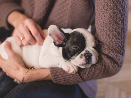 How to Create a Safe and Loving Environment for Your Puppy