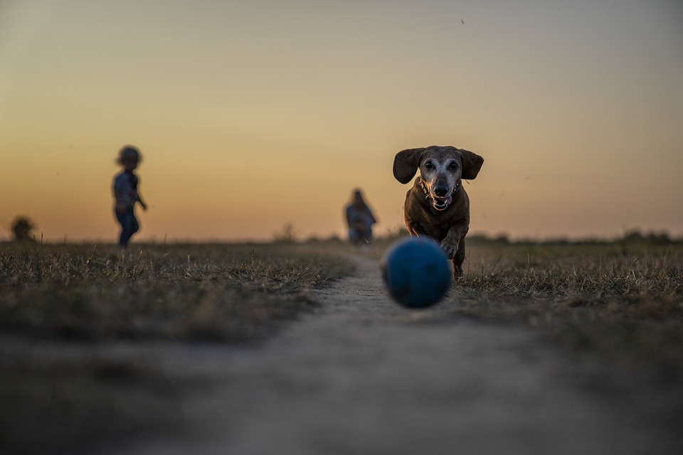 Innovative Pet Accessories That Are Changing the Game