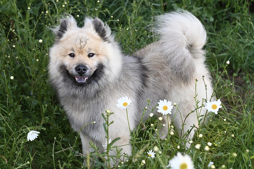 Living Large: Tips for Caring for and Training Big Dog Breeds