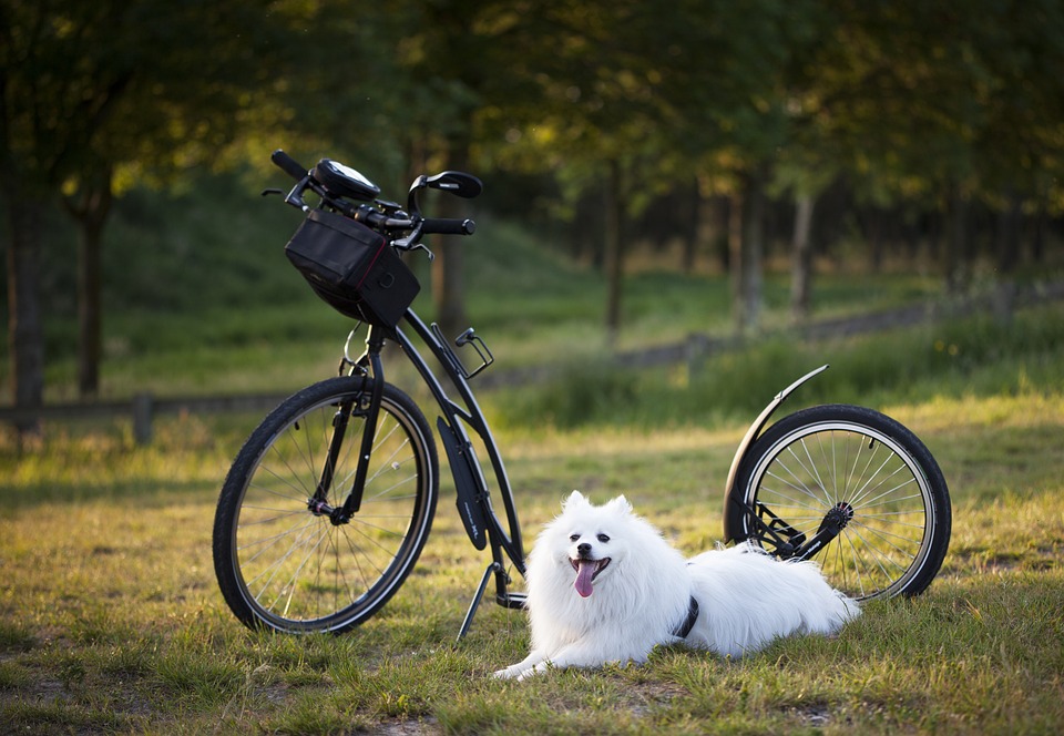 Mastering the Basics: A Guide to Effective Dog Training Techniques