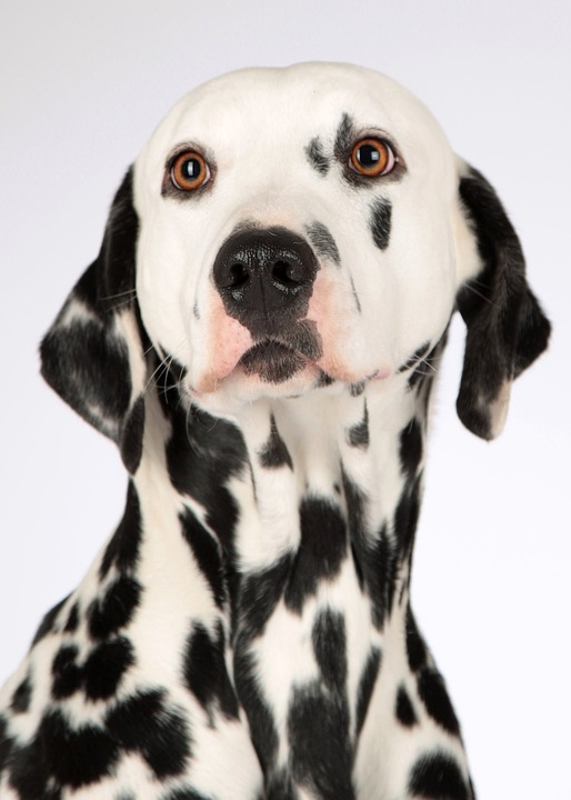 Mini Marvels: Exploring the Most Intelligent Small Dog Breeds