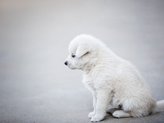 Pamper Your Pooch: The Ultimate Guide to Dog Accessories