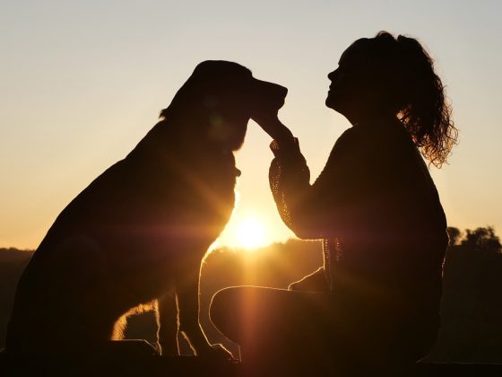 Pampered Pooches: Luxury Travel Options for Your Dog