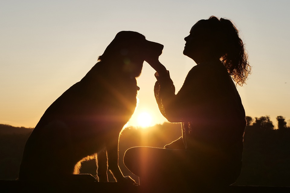 Pampered Pooches: Luxury Travel Options for Your Dog