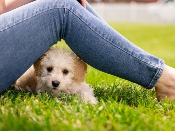 Puppy Care 101: From Training to Nutrition, Everything You Need to Know