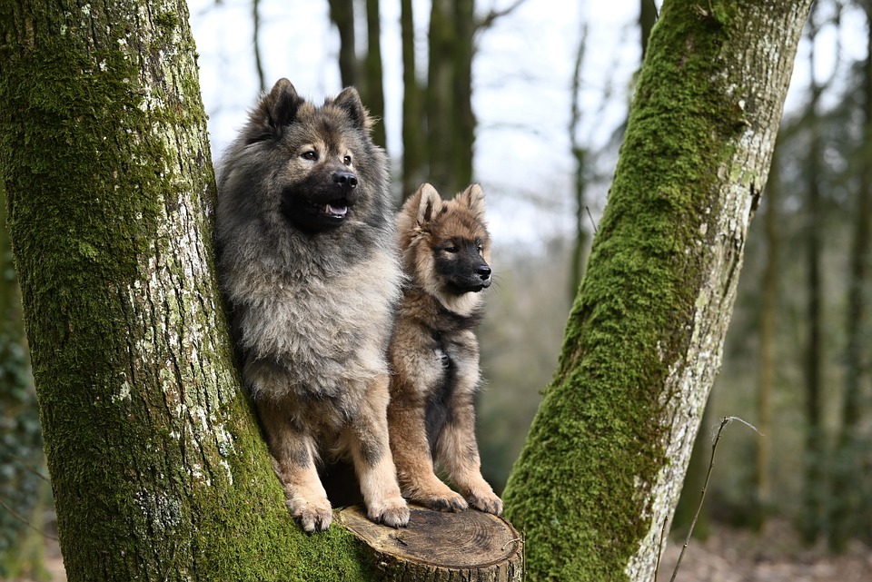 Puppy Parenting 101: The Complete Guide to Caring for Your Furry Friend