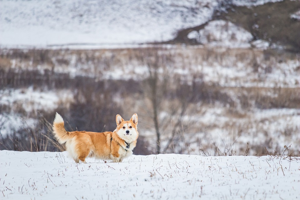 Small but Mighty: Uncovering the Most Energetic Small Dog Breeds