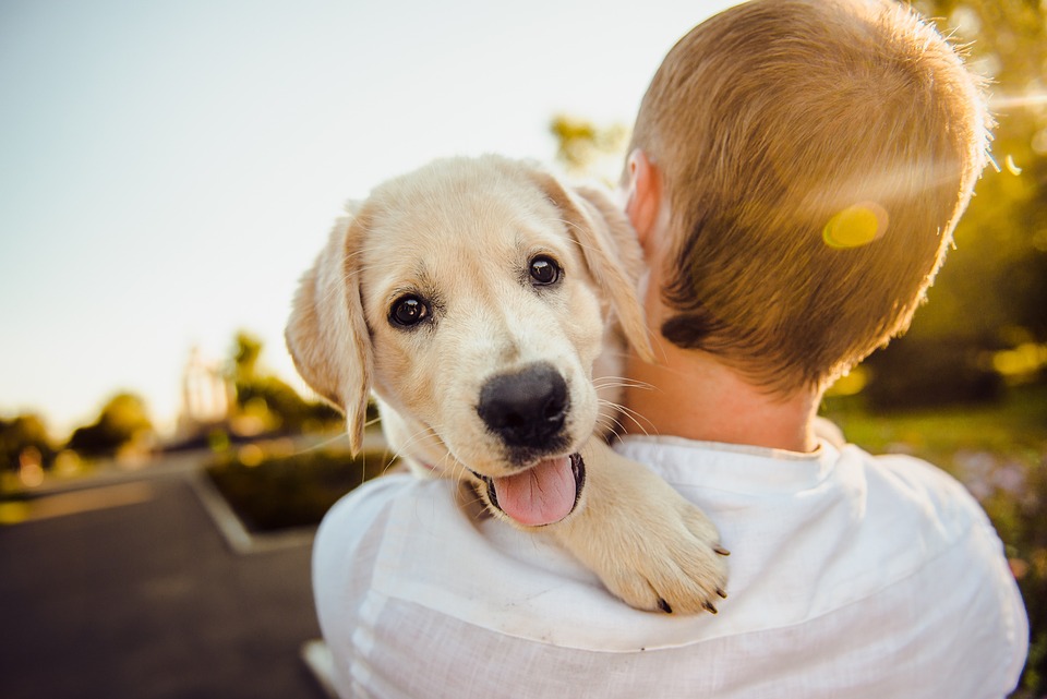 Spoil Your Furry Friend: The Latest Trends in Dog Accessories