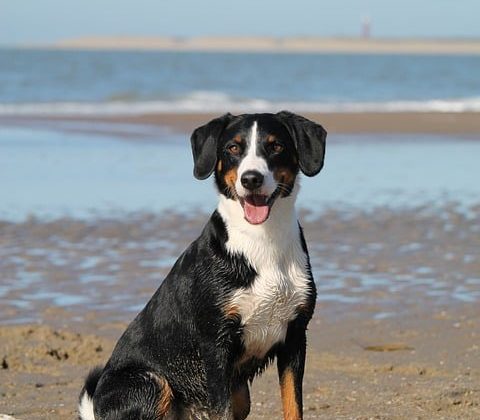 The Benefits of Proper Nutrition for Your Dog’s Health
