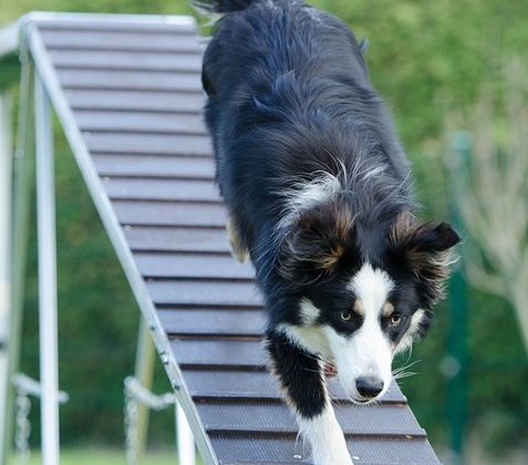 The Benefits of Training Your Dog: A Happier, Healthier Relationship