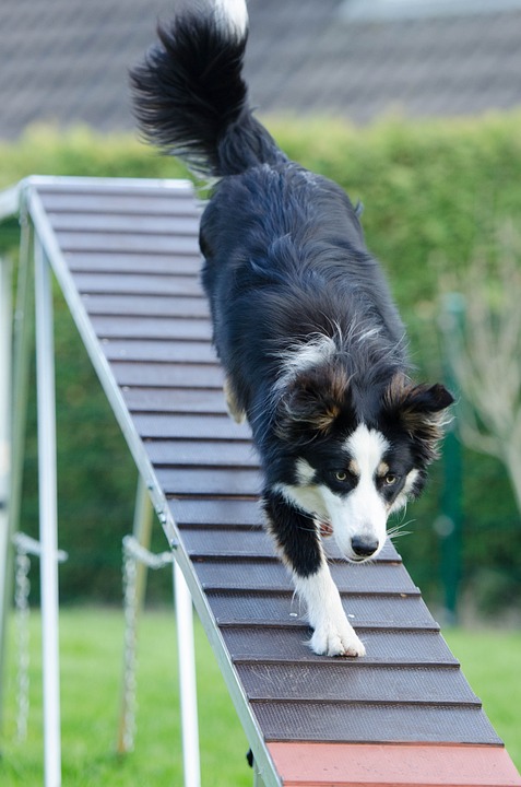The Benefits of Training Your Dog: A Happier, Healthier Relationship