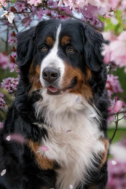 The Best Dog Accessories to Make Your Four-Legged Friend Happy