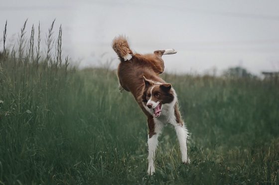 The Best Small Dog Breeds for First-Time Owners