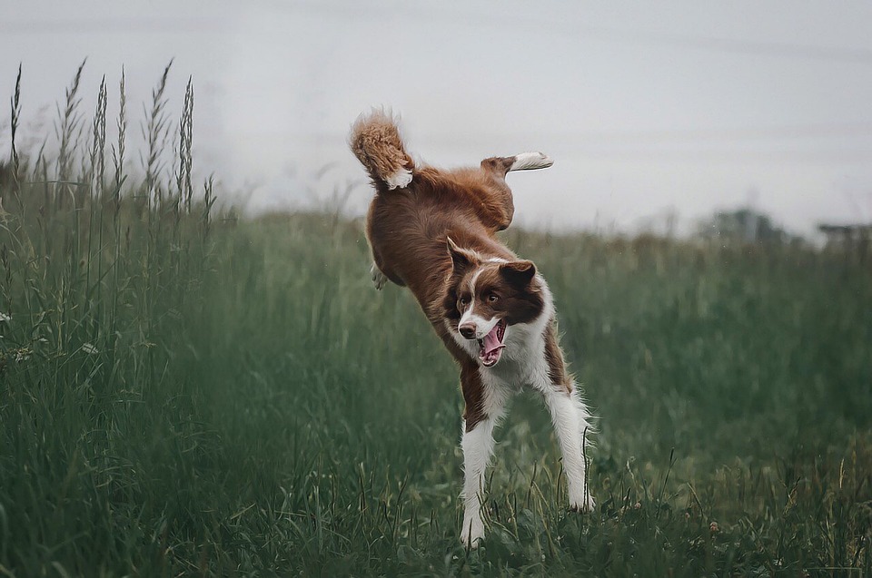 The Best Small Dog Breeds for First-Time Owners
