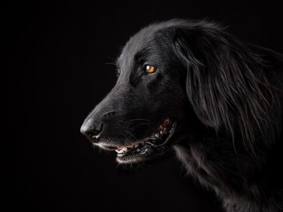 The Gentle Giants: The Top Big Dog Breeds for Families