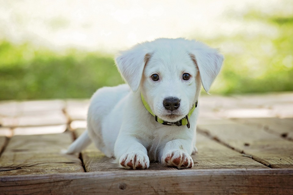 The Hottest Dog Accessories Every Pet Parent Needs to Know About