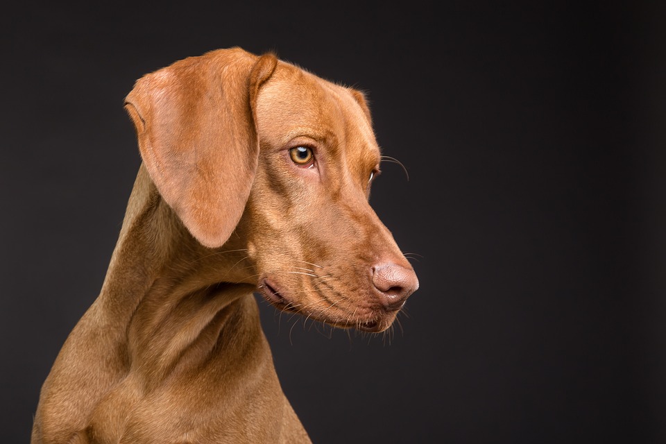 The Latest Pet Accessories That Will Make Your Life Easier