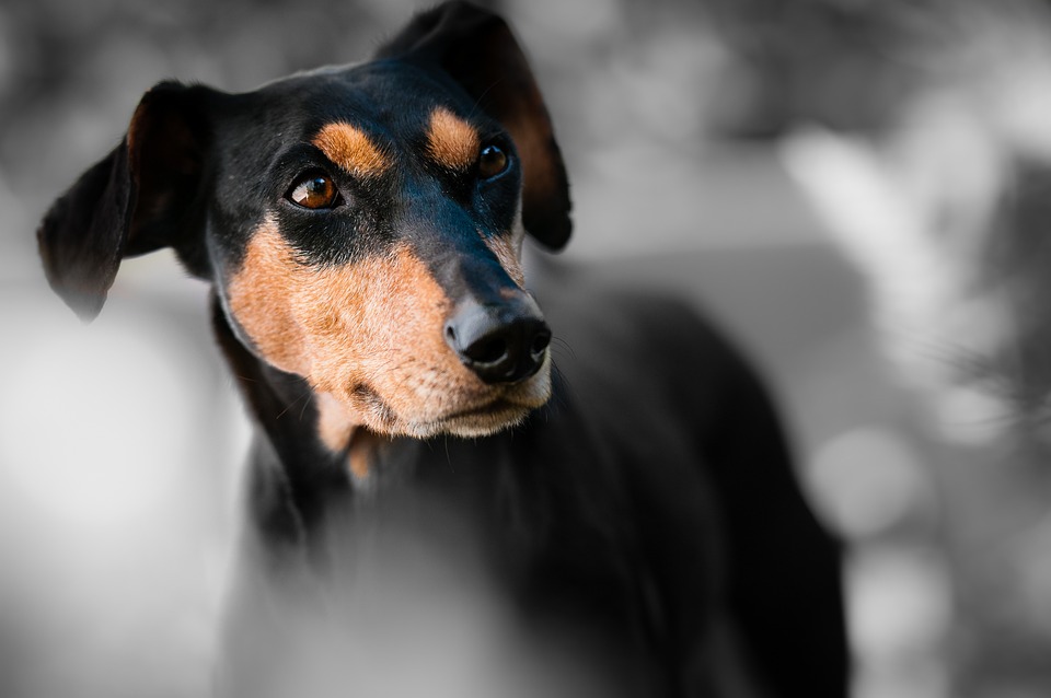 The Power of Giants: How Large Dog Breeds Make Great Companions