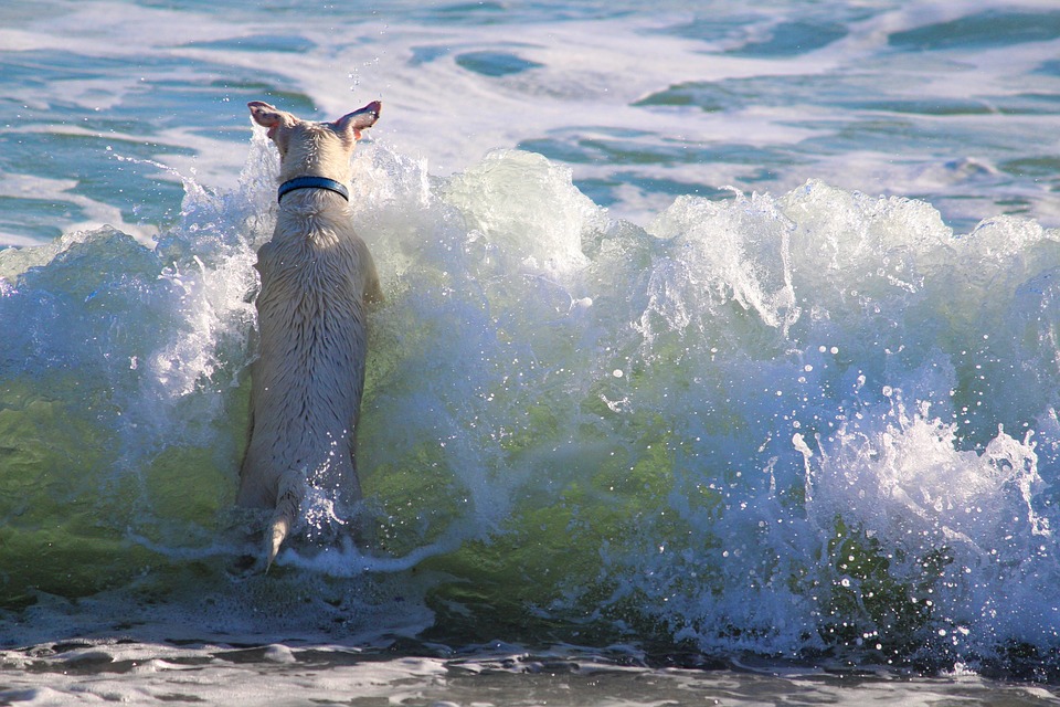 The Power of Patience: Why Consistency is Key in Pet Training