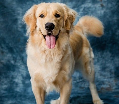 The Role of Mental Stimulation in Promoting Your Dog’s Wellbeing