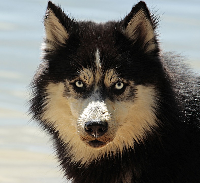 The Top 10 Best Family-Friendly Dog Breeds for Your Home