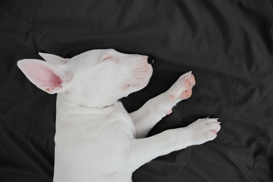 The Ultimate Guide to Small Dog Breeds: Finding Your Perfect Match