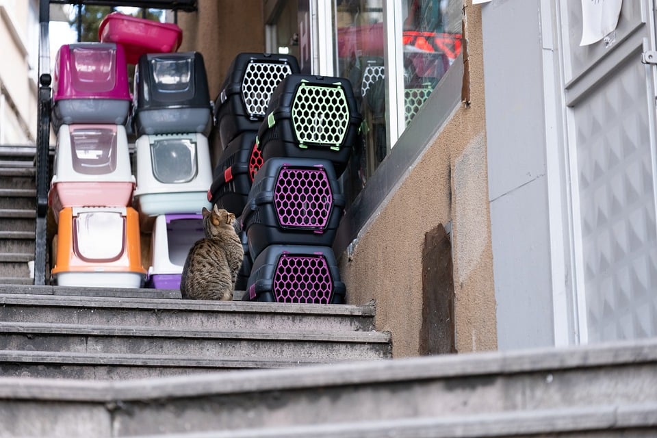 The Ultimate Guide to Traveling with Your Furry Friend