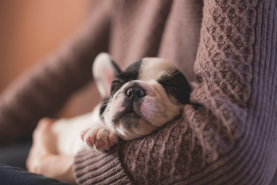The Ultimate Puppy Care Guide: Everything You Need to Know