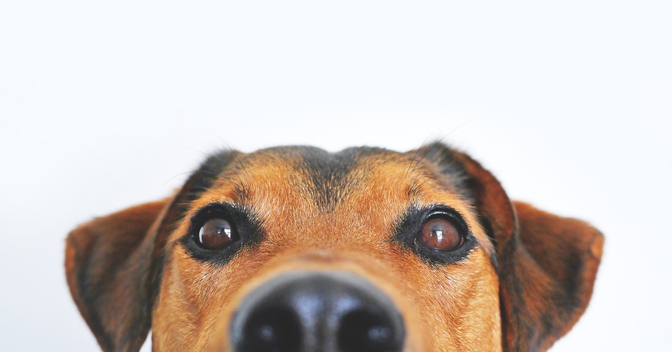 Tiny and Terrific: Small Dog Breeds with Big Personalities