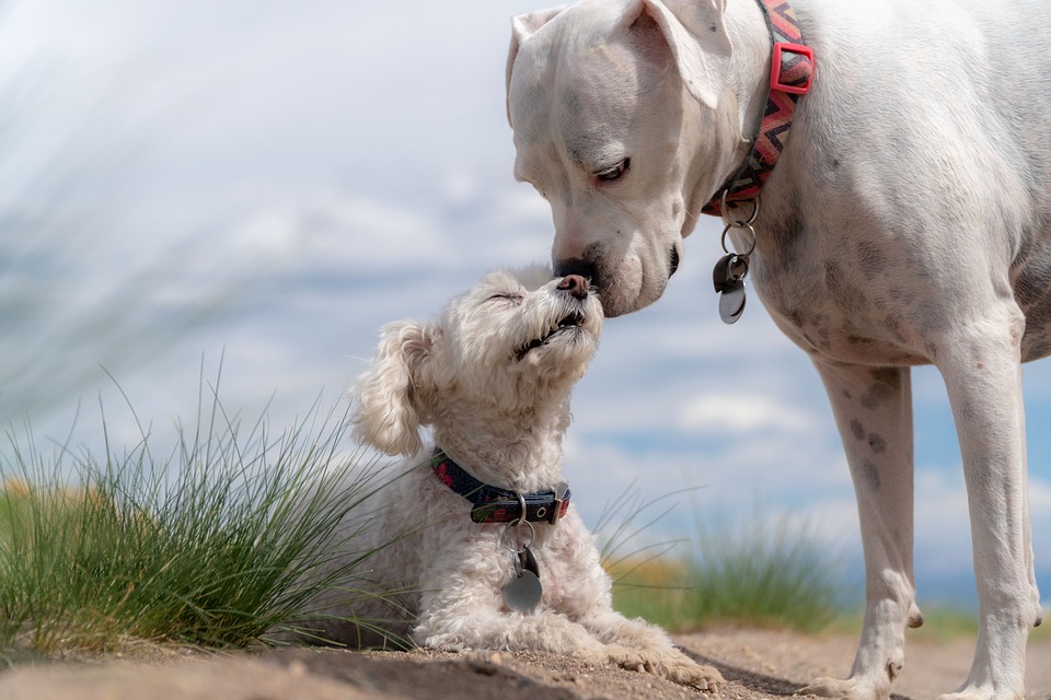Top Tips for Caring for Your New Puppy