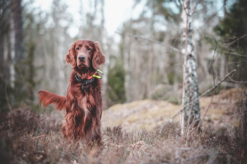 Top Tips for Training Your New Puppy
