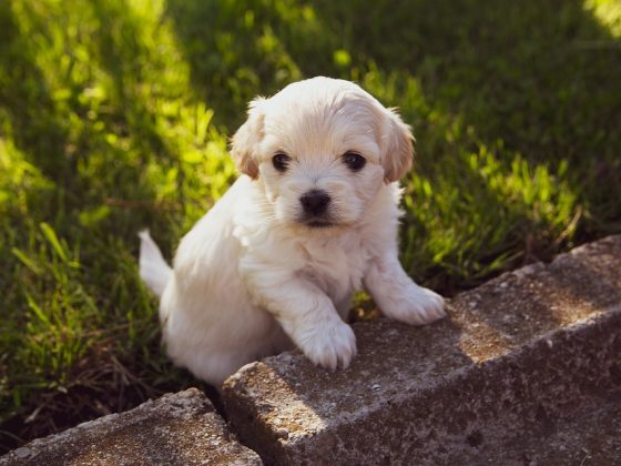 Understanding Your Puppy’s Health Needs: A Comprehensive Guide