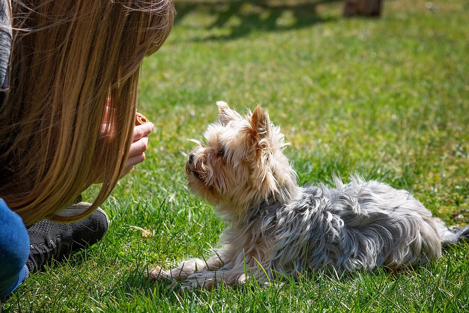 Unleash Your Dog’s Potential: The Importance of Training and Socialization