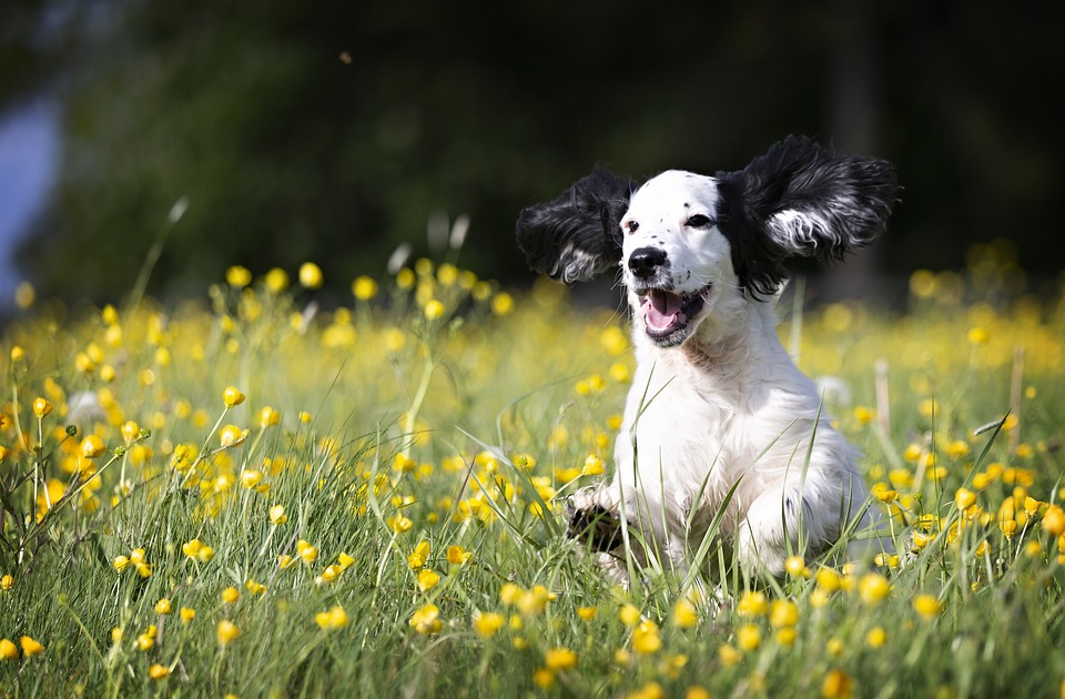 Unleashing the Top 10 Most Popular Dog Breeds of 2020